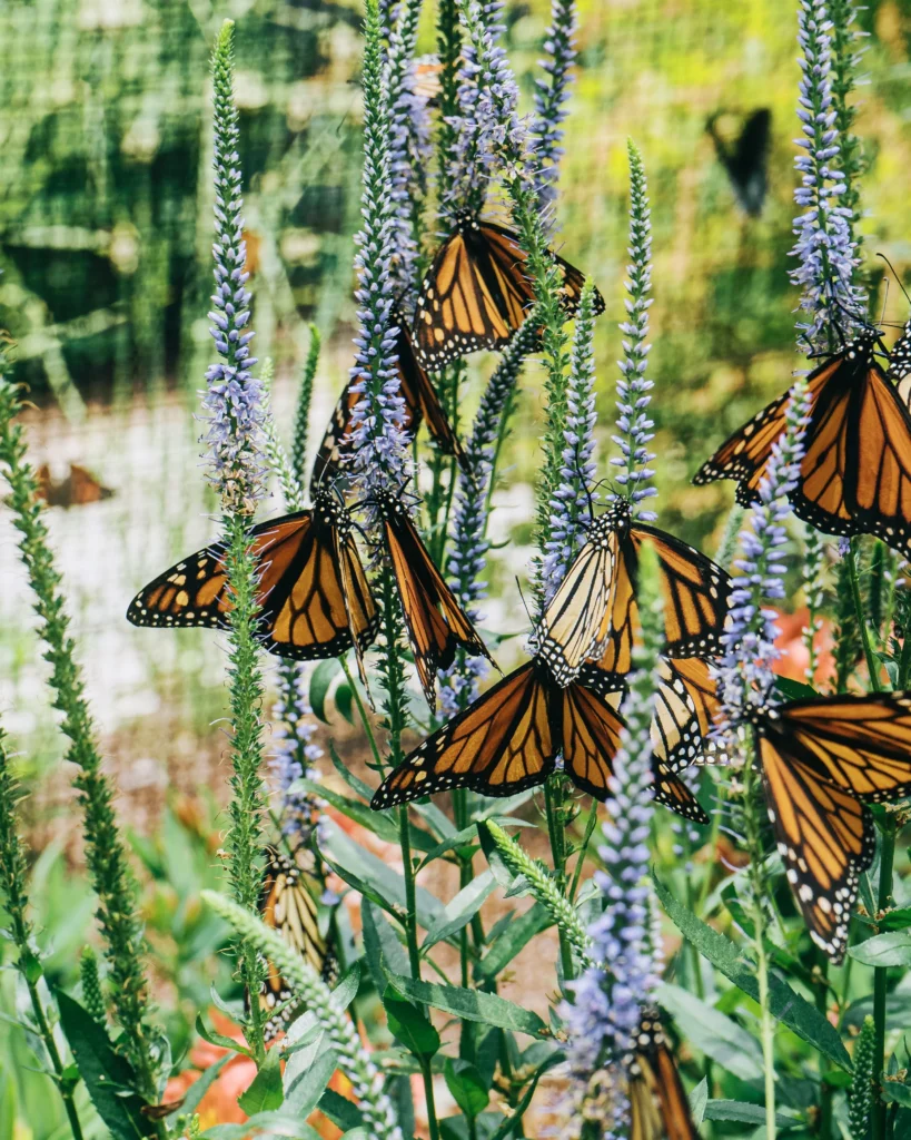 Monarch+Veronica