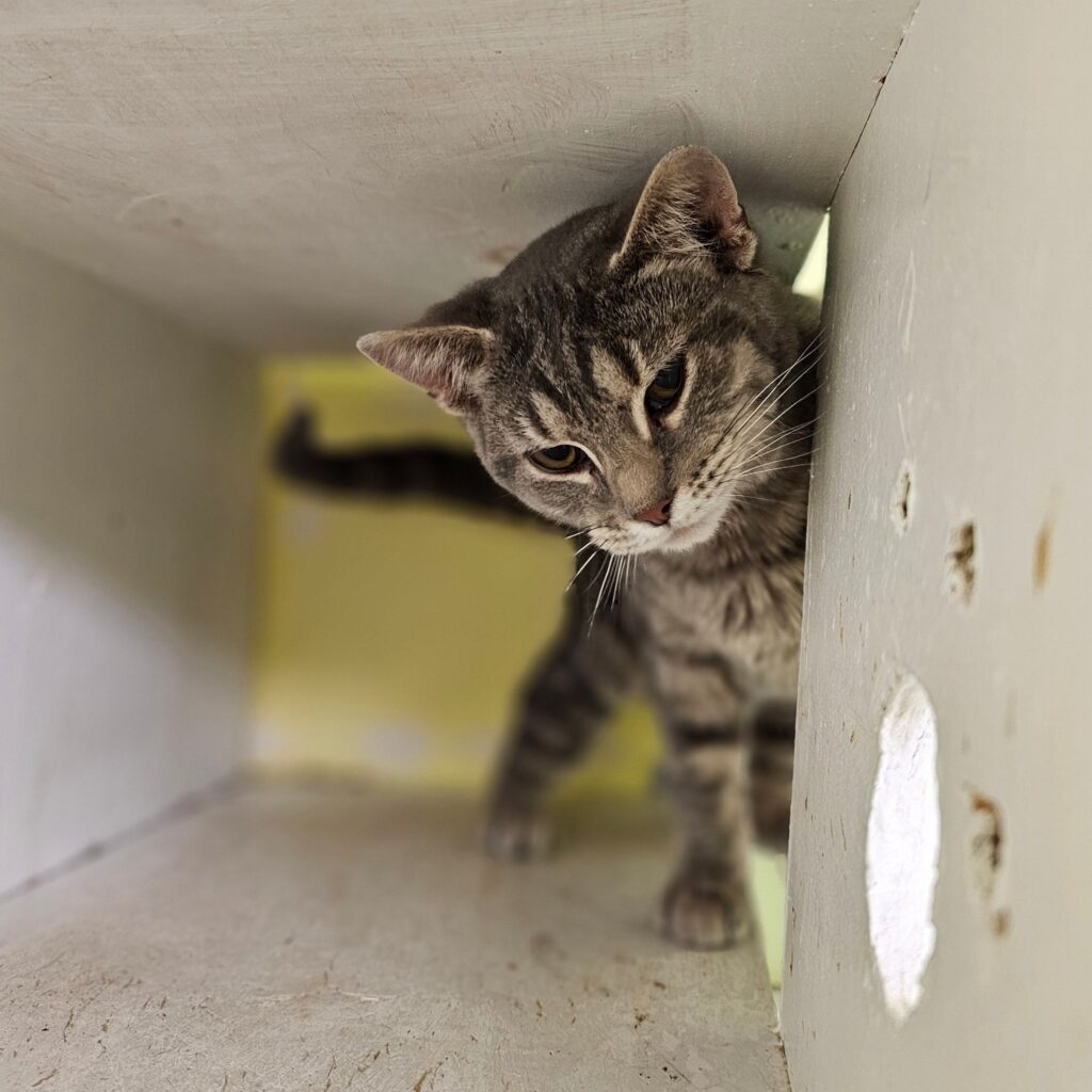 638531590_1231499095783870_1466545963592743708_n